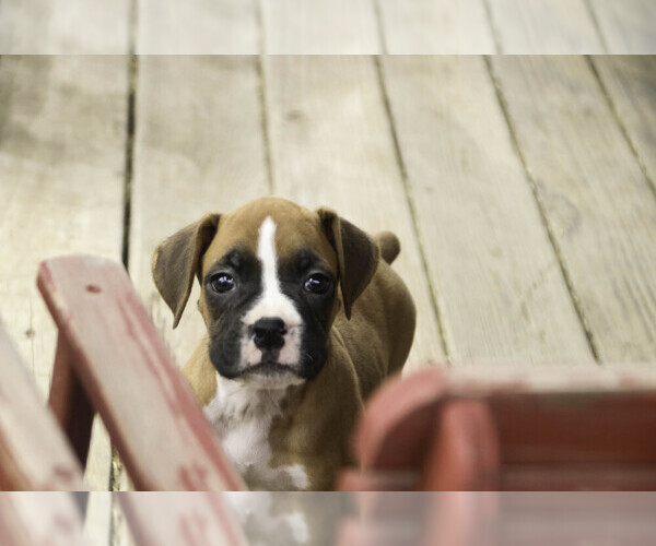 Medium Photo #7 Boxer Puppy For Sale in SHIPSHEWANA, IN, USA