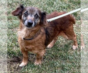 Chiweenie Dogs for adoption in Batavia, OH, USA