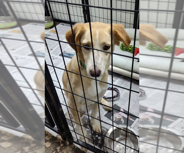 Medium Photo #1 Australian Shepherd-Collie Mix Puppy For Sale in Mukwonago, WI, USA