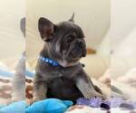Small #3 French Bulldog