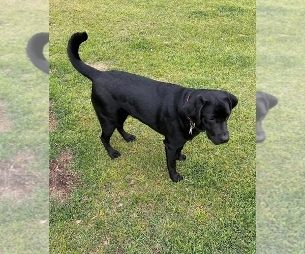 Medium Photo #1 Labrador Retriever Puppy For Sale in GABLE, SC, USA