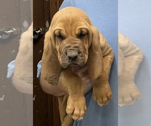 Bloodhound Puppy for sale in FORT MORGAN, CO, USA