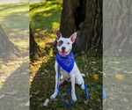 Small American Pit Bull Terrier-Staffordshire Bull Terrier Mix