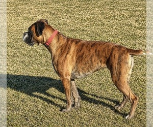 Mother of the Boxer puppies born on 07/12/2026