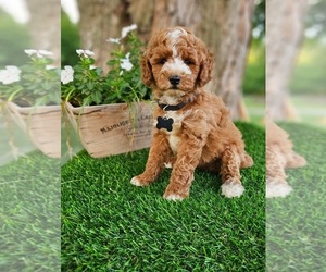 Goldendoodle (Miniature) Puppy for sale in INDIANAPOLIS, IN, USA