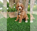 Small Goldendoodle (Miniature)