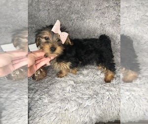 Yorkshire Terrier Puppy for sale in INDIANAPOLIS, IN, USA
