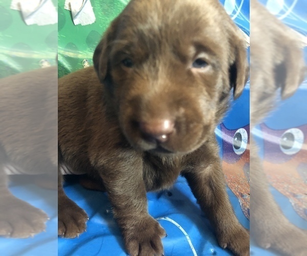 Medium Photo #10 Labrador Retriever Puppy For Sale in PELZER, SC, USA
