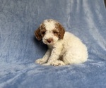 Small #1 Poodle (Miniature)