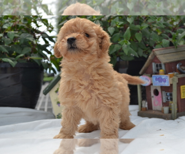 Medium Photo #4 Cavapoo (Miniature)-Poodle (Toy) Mix Puppy For Sale in GREENWOOD, WI, USA