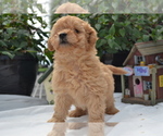 Small #3 Cavapoo (Miniature)-Poodle (Toy) Mix