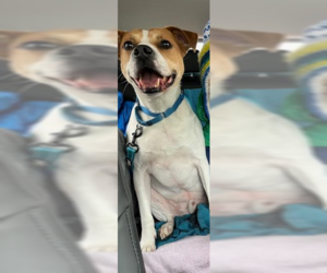 Trusty - Male Bulldog-Unknown Mix Dog for Adoption - Photo #4
