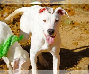 Pointer-Unknown Mix Dogs for adoption in Tallahassee, FL, USA