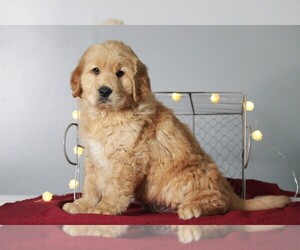 Golden Retriever Puppy for sale in APPLE CREEK, OH, USA