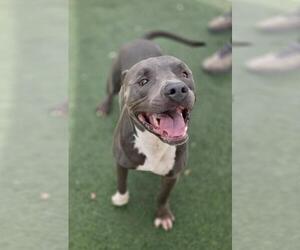 Blue - Male American Staffordshire Terrier-Bulldog Mix Dog for Adoption - Photo #6