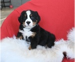 Small Photo #3 Bernese Mountain Dog Puppy For Sale in SUGARCREEK, OH, USA