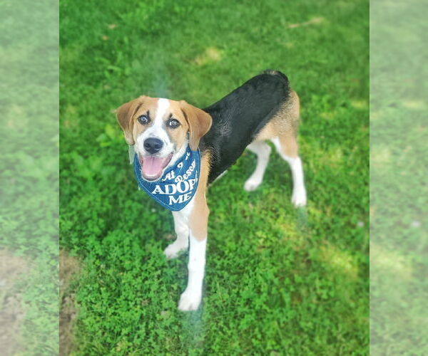 Medium Photo #12 Beagle-Unknown Mix Puppy For Sale in Fultonham, NY, USA
