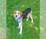 Small #11 Beagle Mix