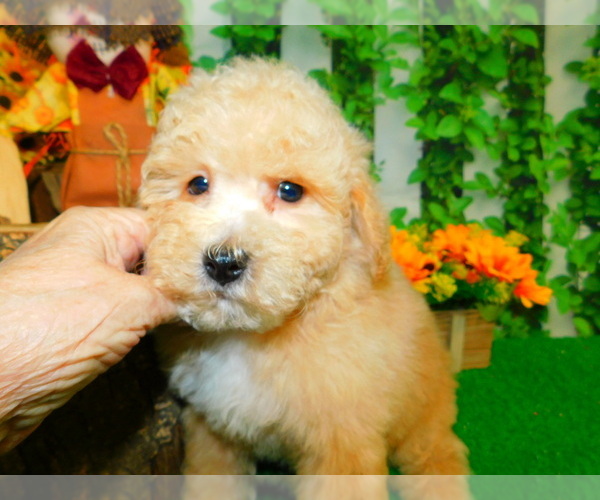 Medium Photo #5 Bichon Frise Puppy For Sale in HAMMOND, IN, USA