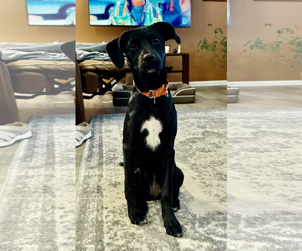 Medium Photo #7 Labrador Retriever-Unknown Mix Puppy For Sale in Genesee, WI, USA