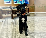 Small #6 Labrador Retriever Mix