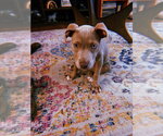 Small #3 American Staffordshire Terrier-Labrador Retriever Mix