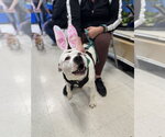 Small #13 American Staffordshire Terrier Mix