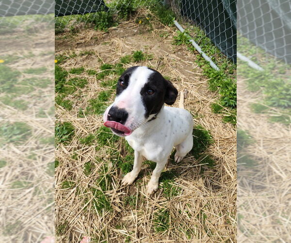 Medium Photo #12 Labrador Retriever-Unknown Mix Puppy For Sale in Evansville, IN, USA