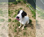 Small #11 Labrador Retriever Mix