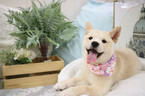 Small Photo #12 Shiba Inu Puppy For Sale in SAN FRANCISCO, CA, USA