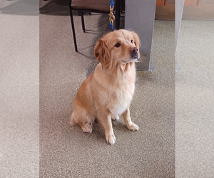 Australian Retriever Dogs for adoption in Glendale , AZ, USA