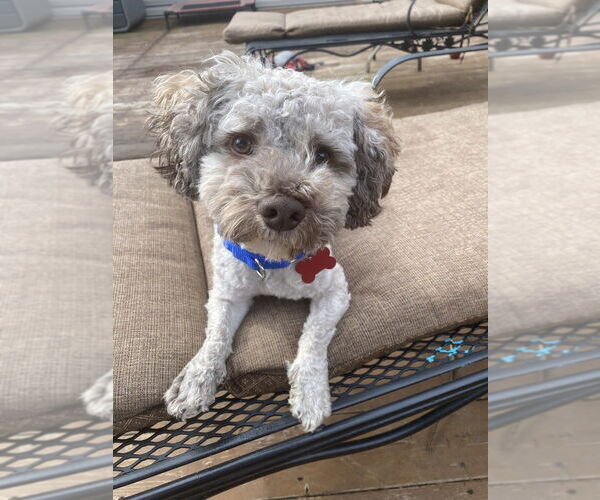 Medium Photo #4 Poodle (Miniature)-Unknown Mix Puppy For Sale in Mundelein, IL, USA