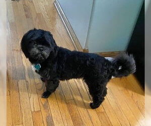 Shih Tzu-Unknown Mix Dogs for adoption in Minneapolis, MN, USA
