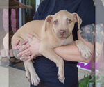 Small #3 American Staffordshire Terrier-Labrador Retriever Mix