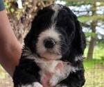 Small Photo #2 Bernedoodle Puppy For Sale in BATTLE GROUND, WA, USA