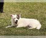 Small #2 Mutt