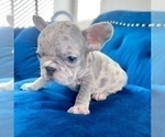 Small Photo #8 French Bulldog Puppy For Sale in SAN MATEO, CA, USA