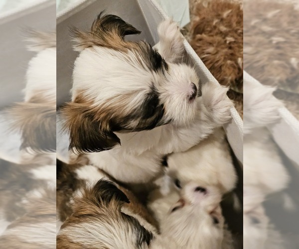 Medium Photo #6 Mal-Shi Puppy For Sale in LITHIA, FL, USA