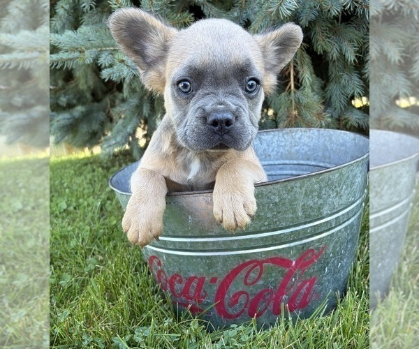 Medium Photo #4 French Bulldog Puppy For Sale in MIDDLEBURY, IN, USA