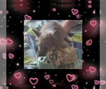 Small Photo #24 Pembroke Welsh Corgi Puppy For Sale in LOVELAND, CO, USA