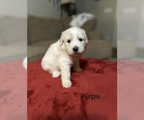 Medium Photo #10 Great Pyrenees Puppy For Sale in GILBERT, SC, USA