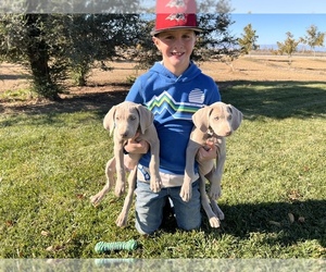 Weimaraner Puppy for Sale in WILLOWS, California USA