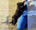 Small #1 Australian Shepherd Mix