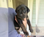 Small #2 Labrador Retriever Mix