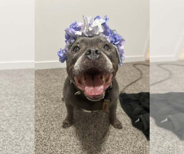 Medium Photo #2 American French Bull Terrier Puppy For Sale in Queen Creek, AZ, USA