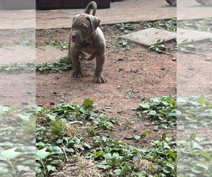 Medium American Bully
