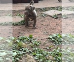 Puppy Blue American Bully