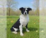 Small #2 Border Collie Mix