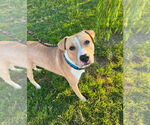 Small American Pit Bull Terrier