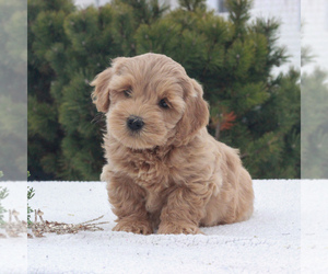 Goldendoodle-Poodle (Miniature) Mix Puppy for sale in GAP, PA, USA
